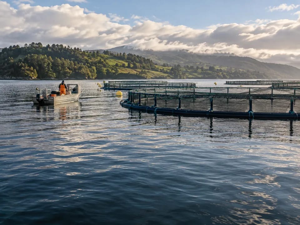 Balsas jaula de cultivo de salmón en un canal de Chiloé con una embarcación de trabajo y colinas verdes, salmón de exportación con blockchain en Chile