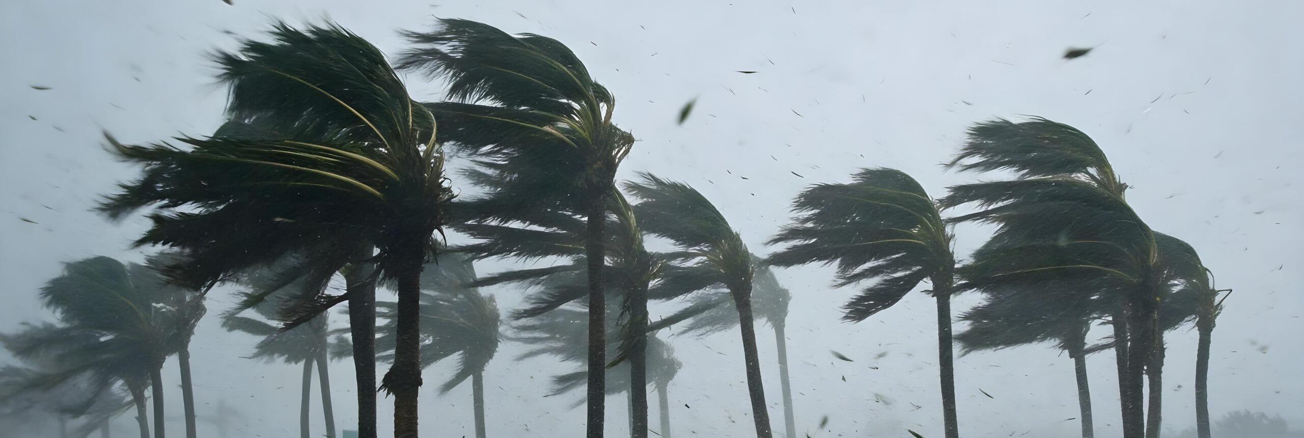Palm trees bending in wind and rain during a tropical storm